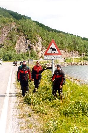 Drei Hirsche und ein Elch